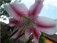 51a48c06-Picture 007.jpg